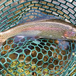 朽木渓流魚センタールアーフィールド